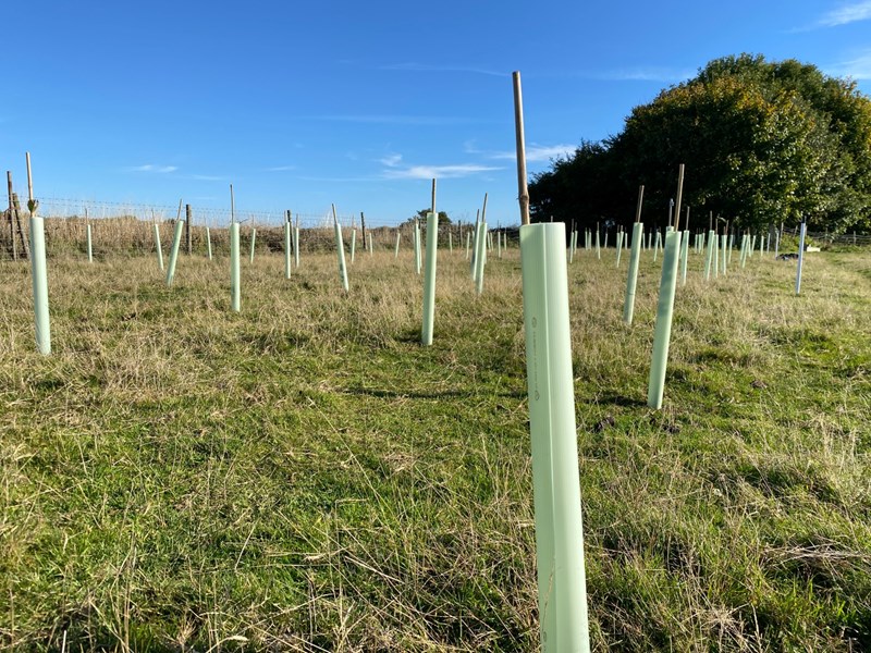 Tree-mendous! SQS Plants Trees & Helps Veterans